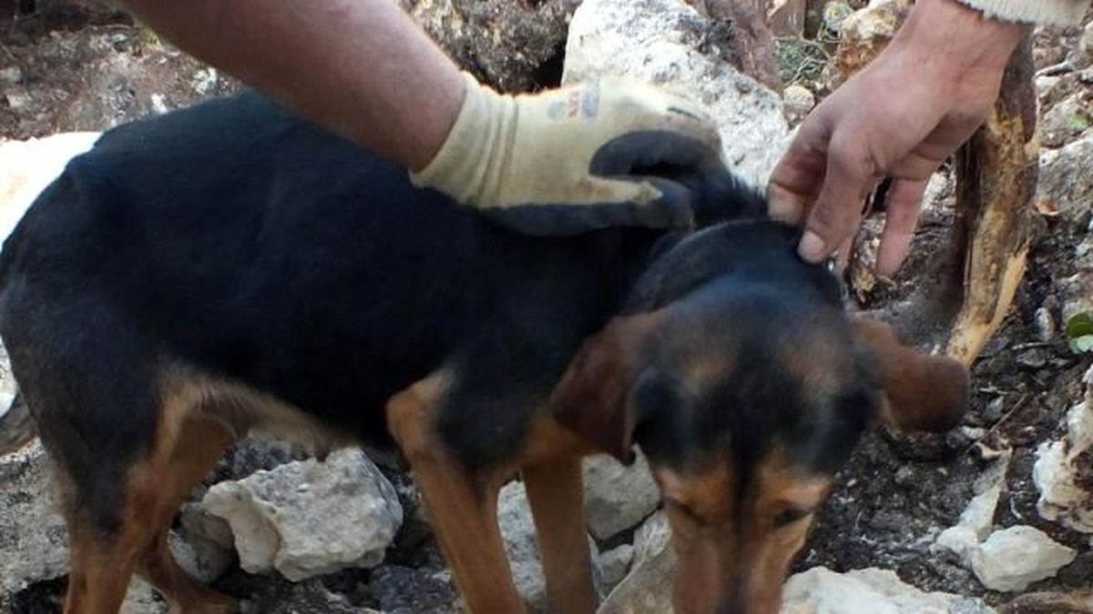 Kumluca\'da Mahsur Kalan Köpeği İtfaiye Ekipleri Kurtardı