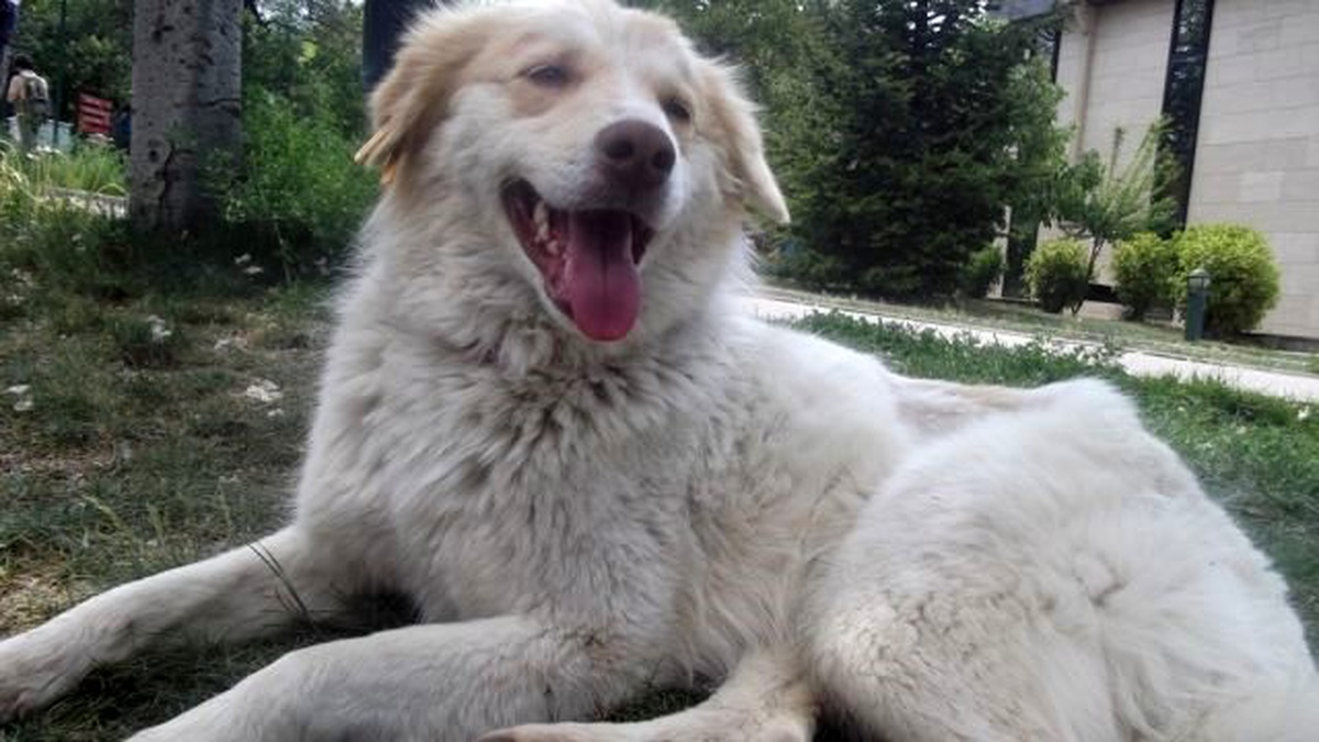 Sokak Köpeği "Beyaz" Sağlığına Kavuşturuldu
