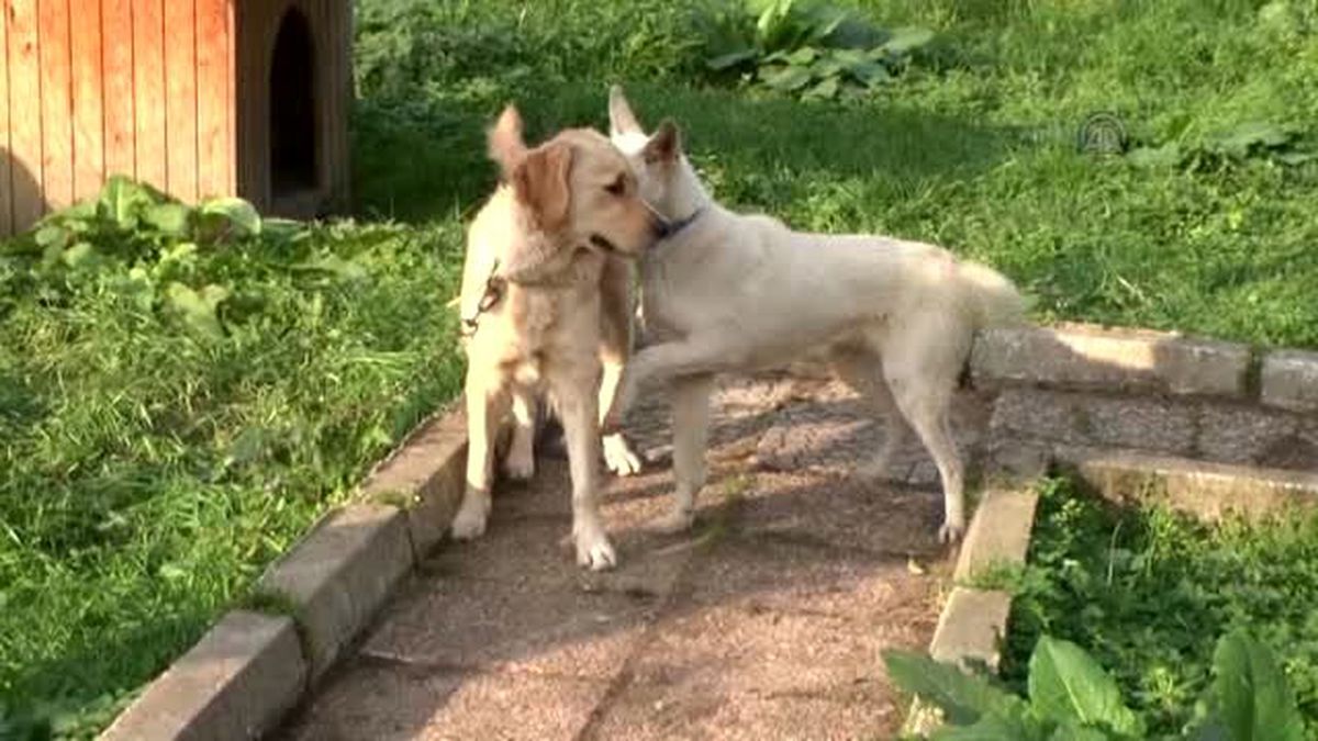 Sokak Köpeği 'Beyaz' Sağlığına Kavuşturuldu