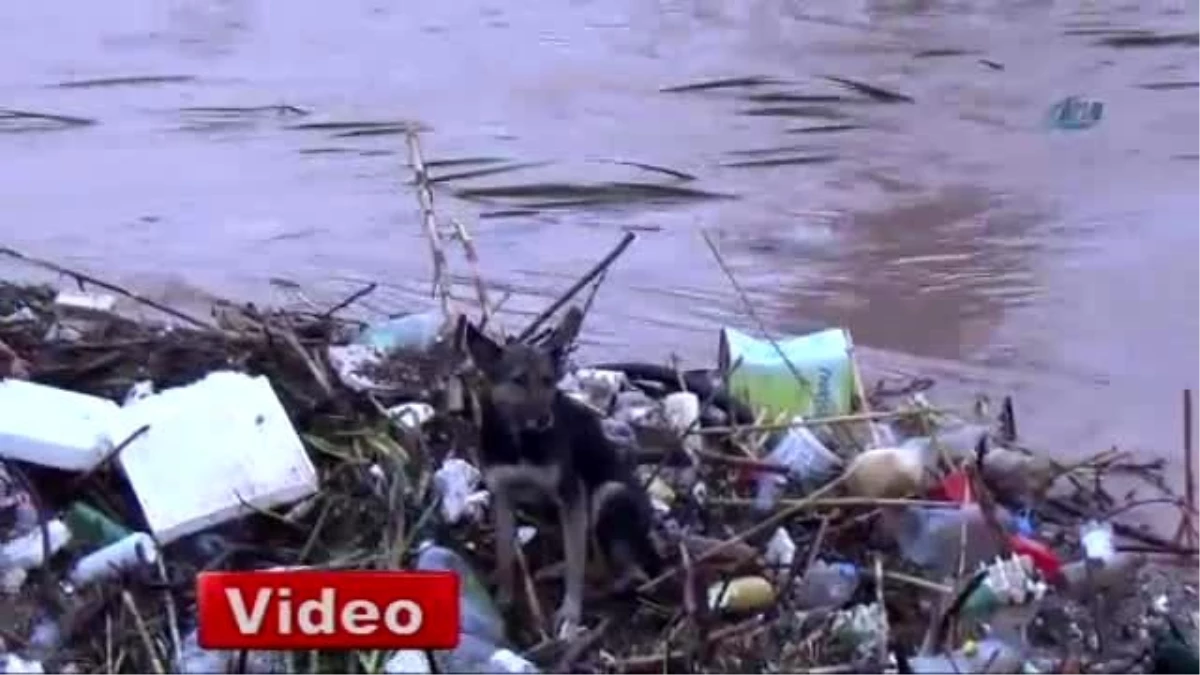Aşırı Yağmur Çayı Yükseltince Sokak Köpeği Dere Yatağında Mahsur Kaldı