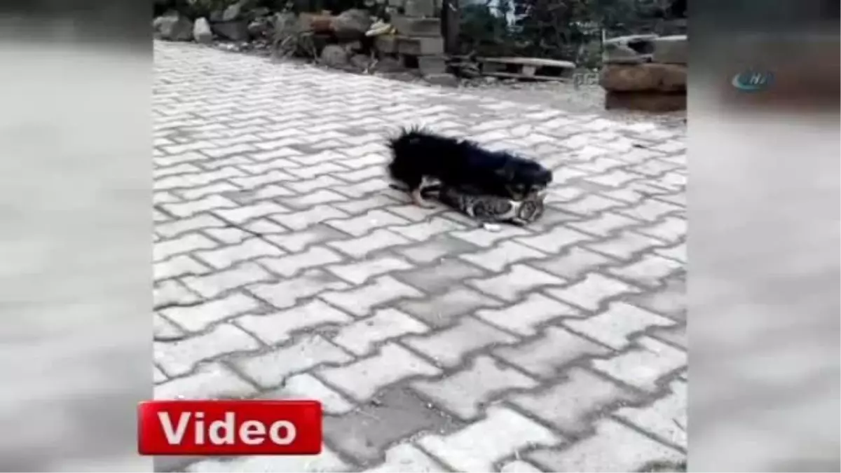 Kedi ve Köpeğin Dostluğu Görenleri Şaşırtıyor