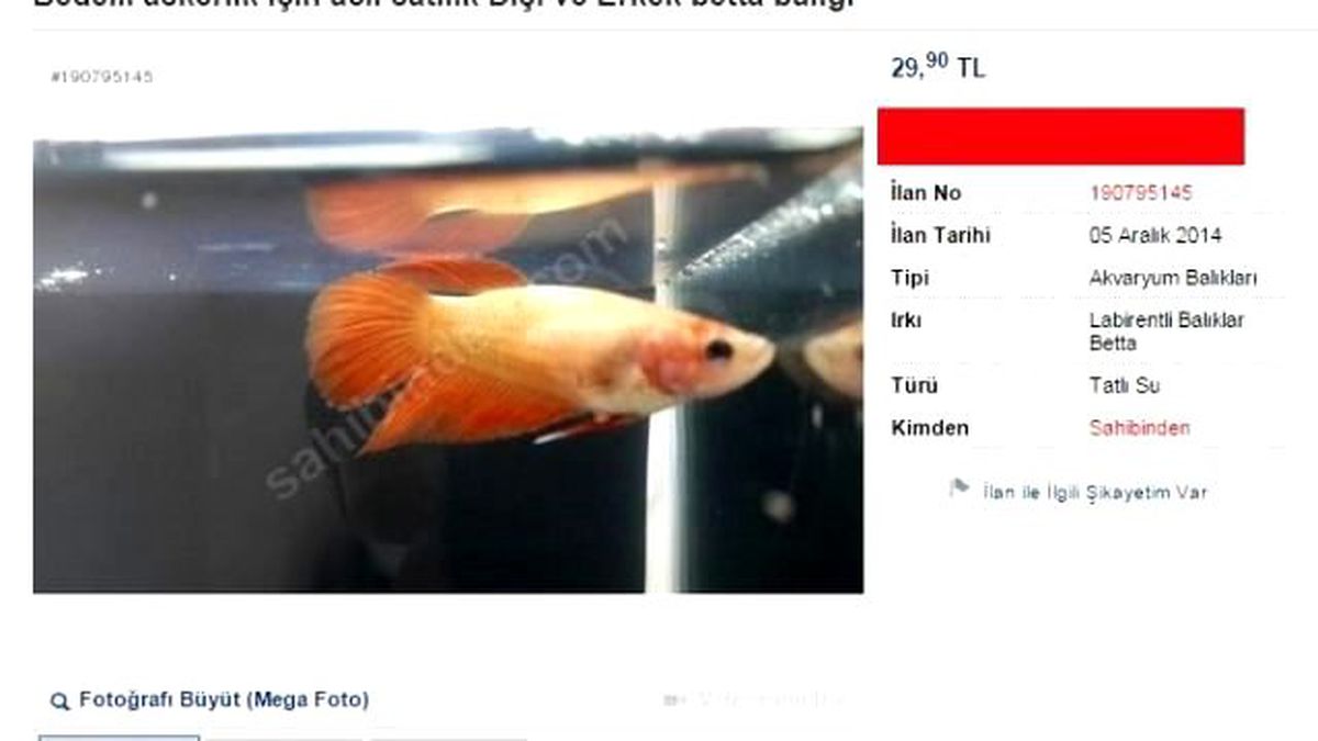 Sahibinden Tuhaf İlan (Sahibinden Bedelli Nedeniyle Satılık 2 Balık)