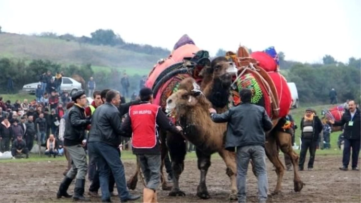 Develer Seyyar Morg İçin Güreşti