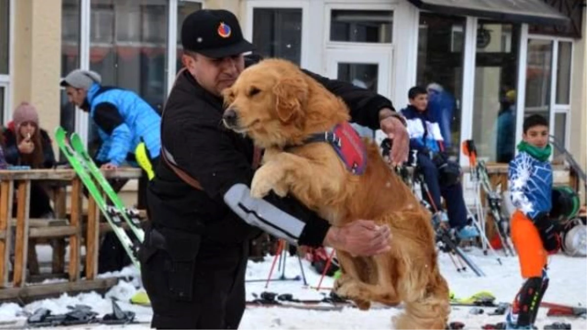 Jandarmanın Arama Köpeği, Festivalin Koruyucusu