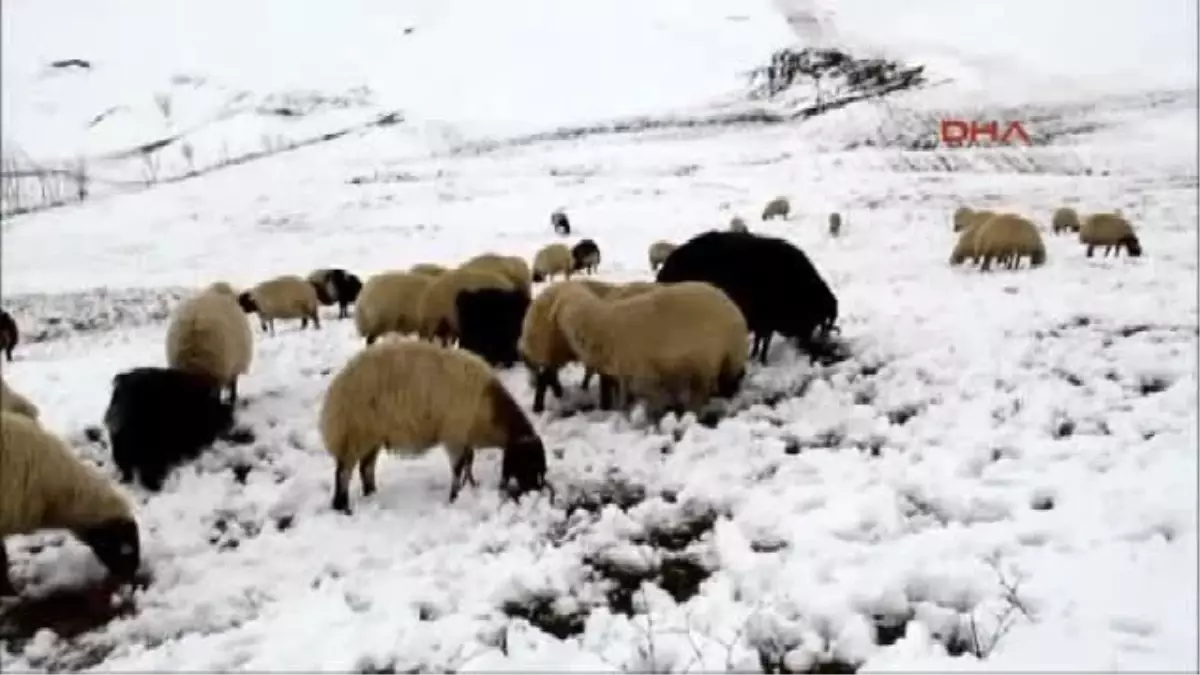 Kar Doğu\'da Yolları Kapattıçobanların Zor Günleri