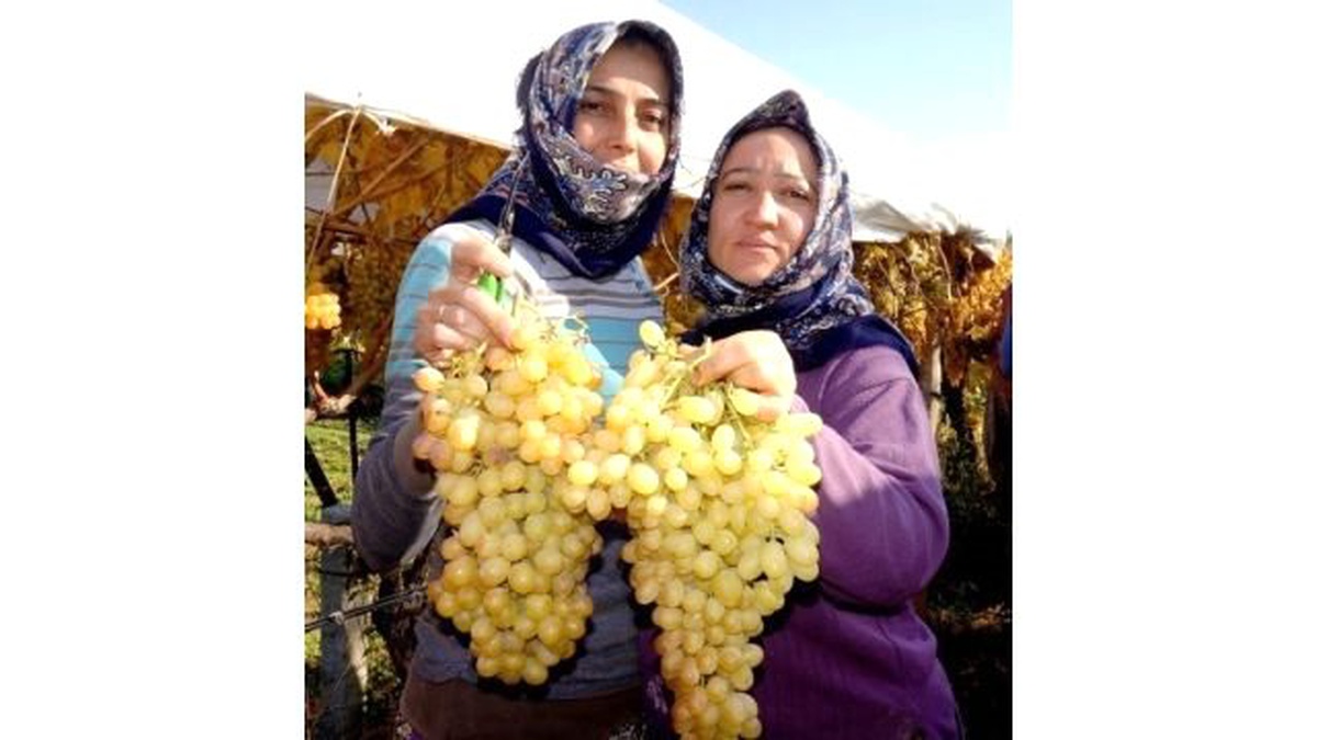 Sarıgöl\'de Üzüm Bağları Soğuk Hava Deposunu Aratmıyor