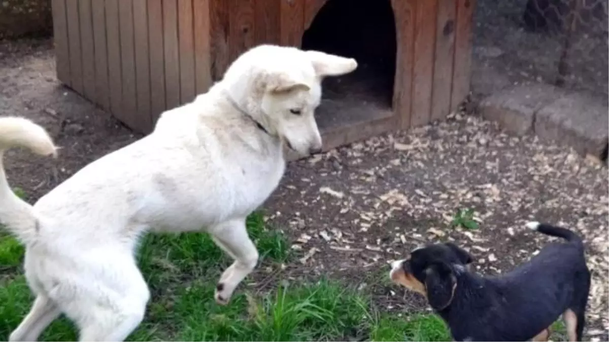 Sokak Köpekleri Saldırgan Değildir"