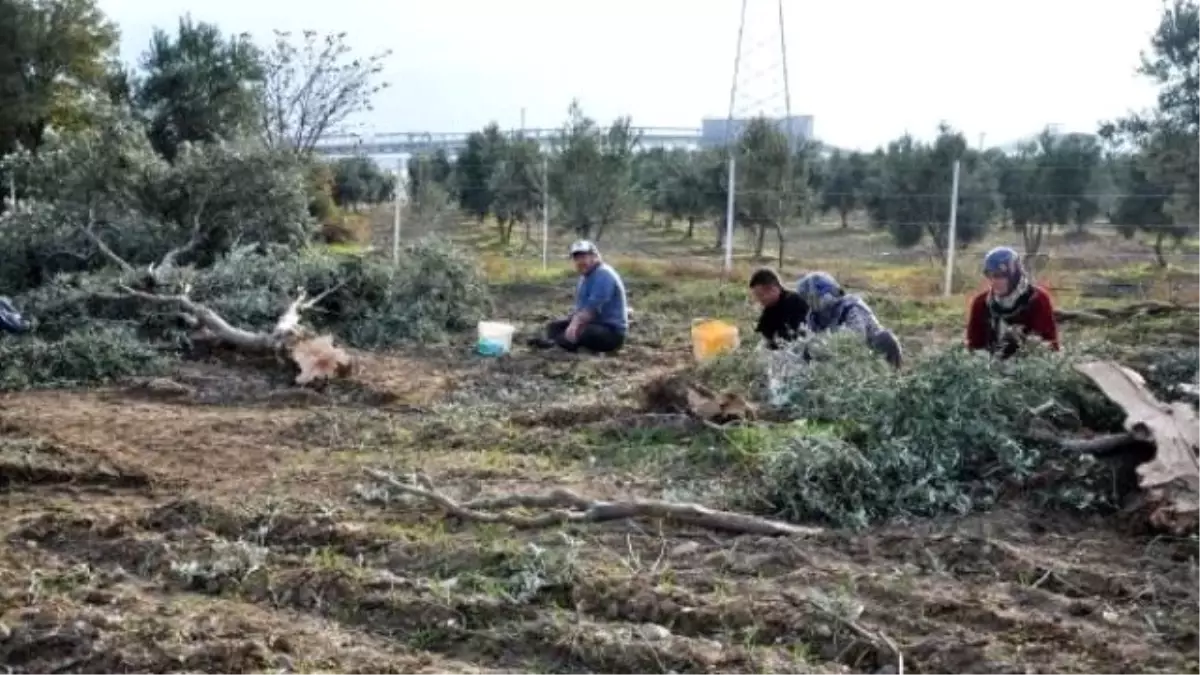 Yırca\'ya Termik Santrale İkinci Durdurma Kararı