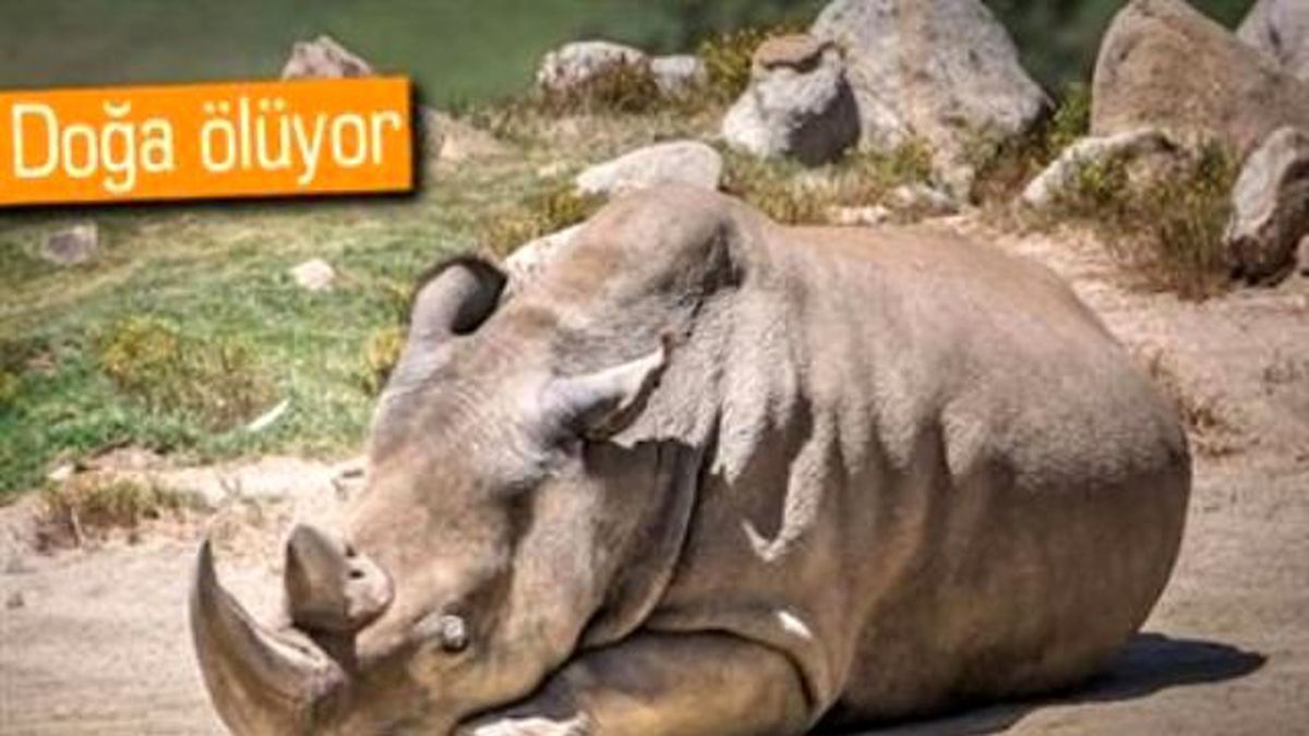 Bu Gergedanlardan Yalnızca 5 Tane Kaldı
