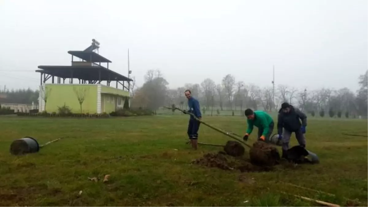 Kartepe Belediyesi 55 Çınar Dikti