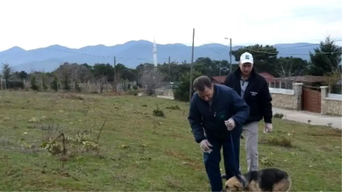 Uludağ\'da Başı Boş Köpekler Toplanarak Bakım Altına Alındı