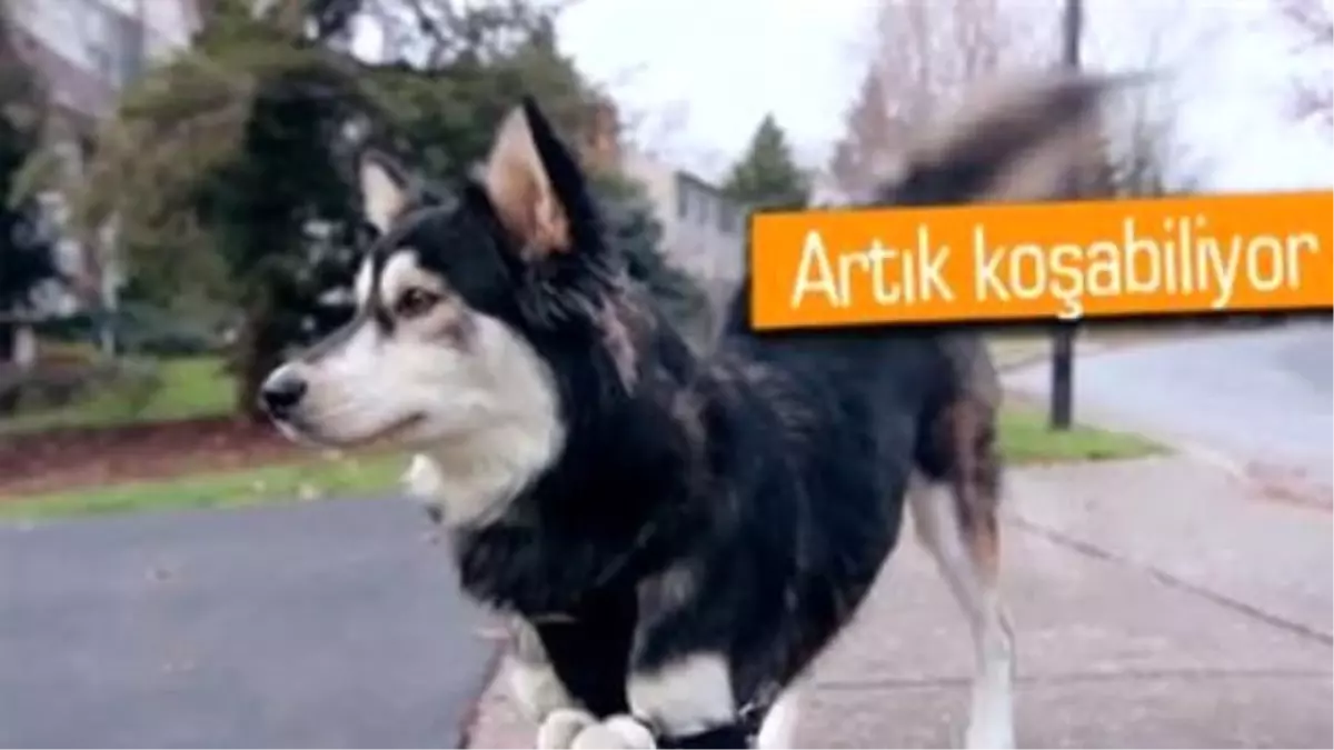 3d Baskılı Protez ile Hayatı Değişen Köpek