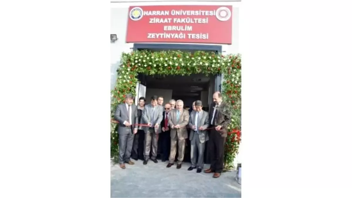 Harran Üniversitesinde Zeytinyağı İşletmesi Açıldı