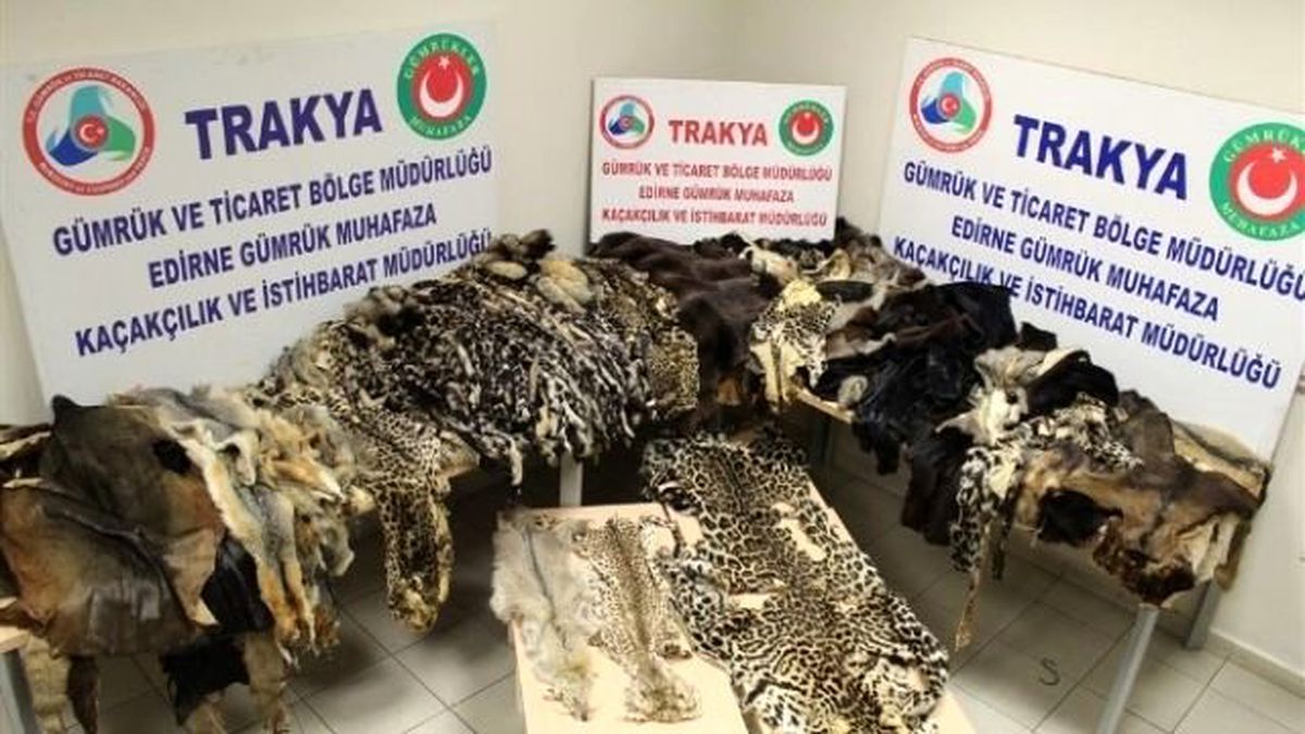 Kapıkule\'de Jaguar ve Leopar Kürkü Ele Geçirildi