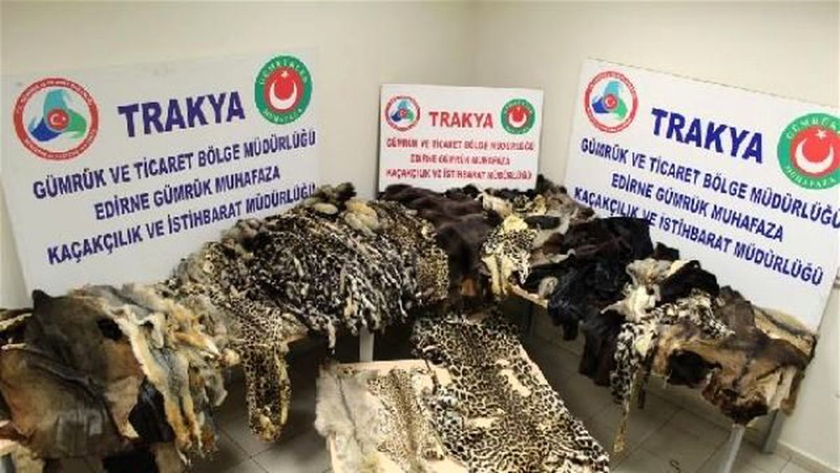 Kapıkule\'de Tır\'da Leopar, Jaguar Kürkleri Ele Geçti
