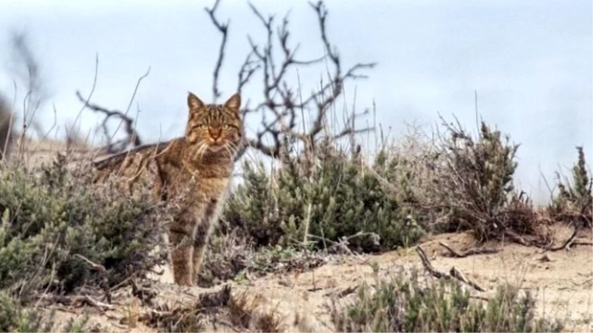 Karacabey Longoz Ormanlarında Yaşayan Yaban Kedisi Objektiflere Takıldı