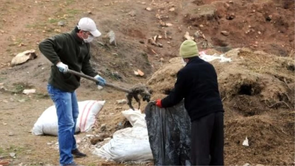 Telef Olmuş Köpek Yavruları Hayvanseverleri Üzdü