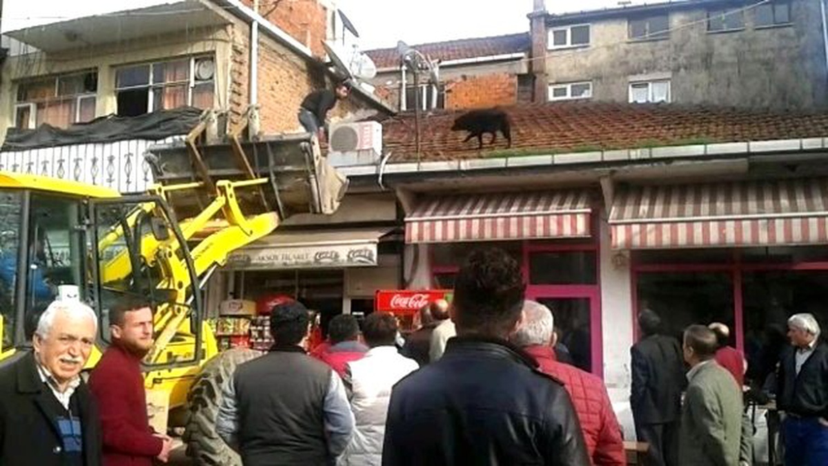 Çatıya Çıkan Karabaş\'ı Kurtarma Operasyonu