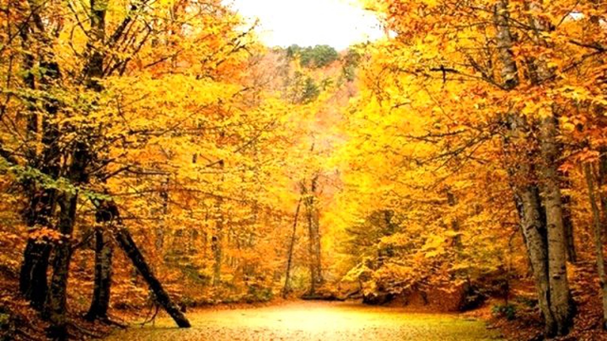 Bolu\'nun Yarışmasına Rekor Katılım