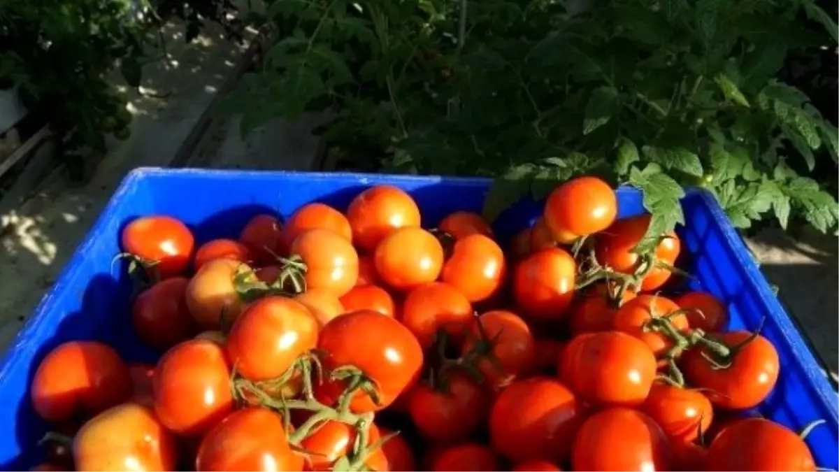 Kayseri Şeker\'in Serasında Domates Hasadına Başlandı