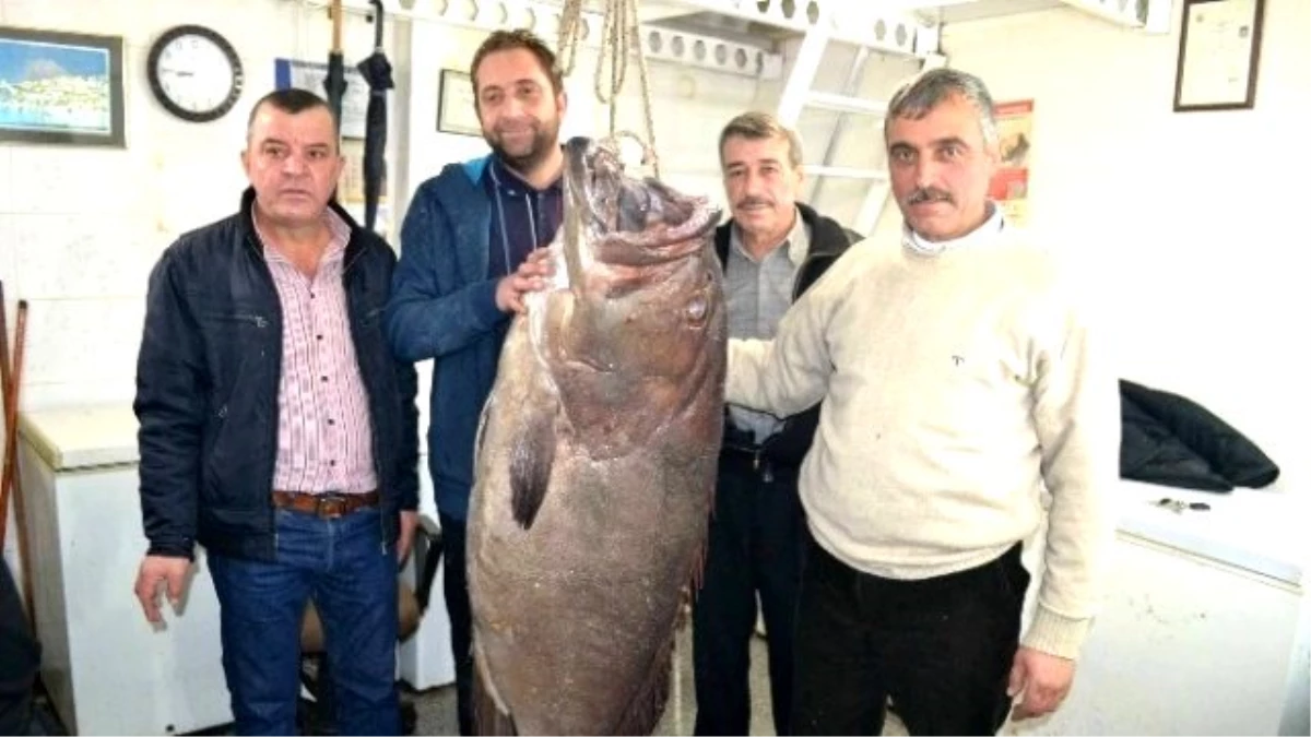 Saros\'ta 66,5 Kiloluk Dev Lağos Balığı