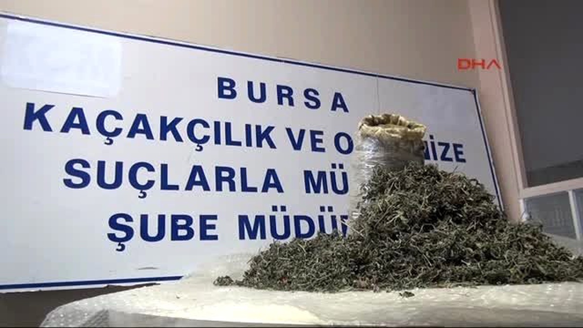 Bursa Narkotimler Saksıda Yetiştirilen Esrara El Koydu