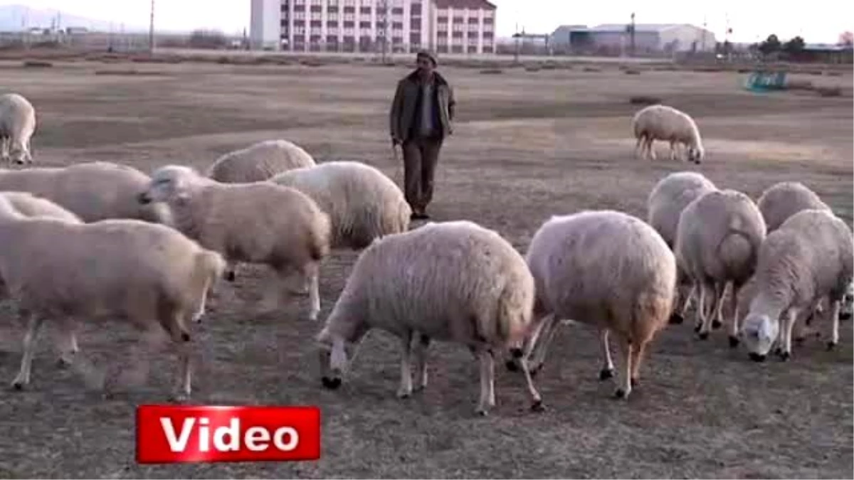 Çobanlar Eğitimden Geçiyor