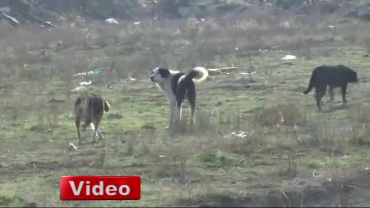 Konya\'da Köpek Katliamı