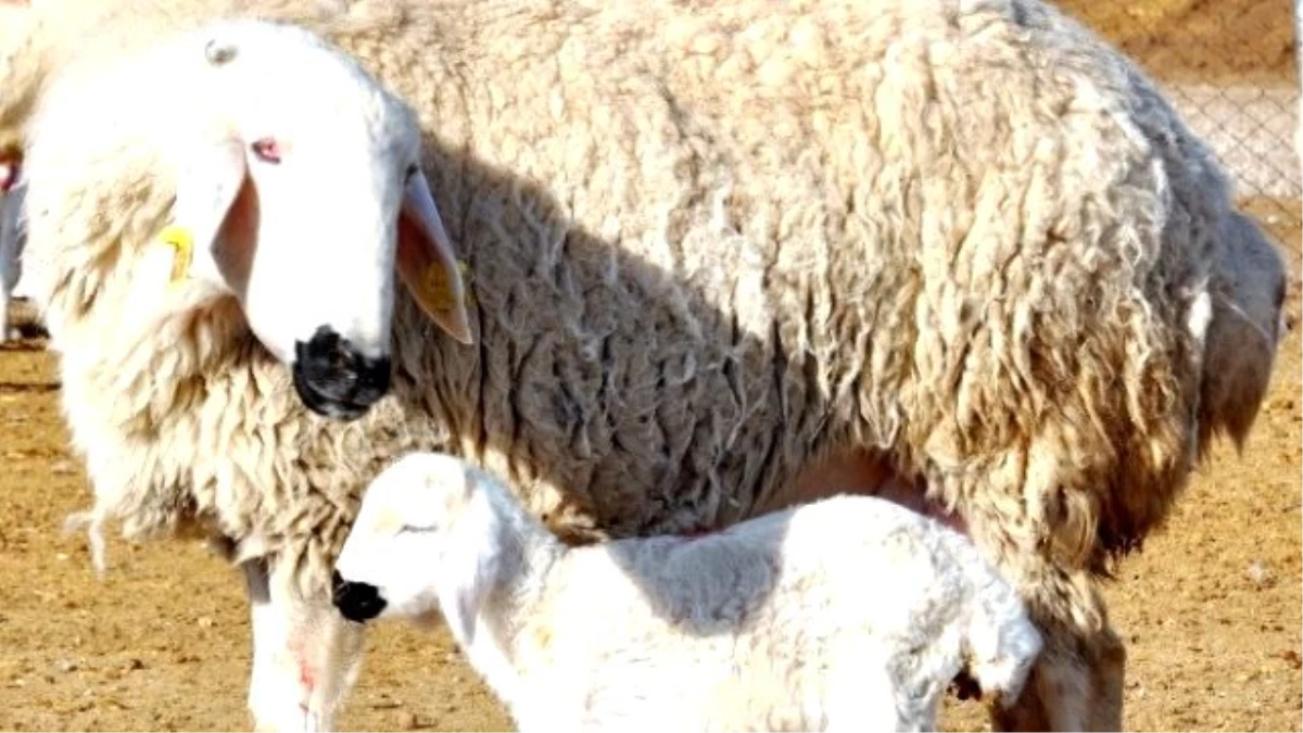 Çobanlar Eğitimden Geçiyor