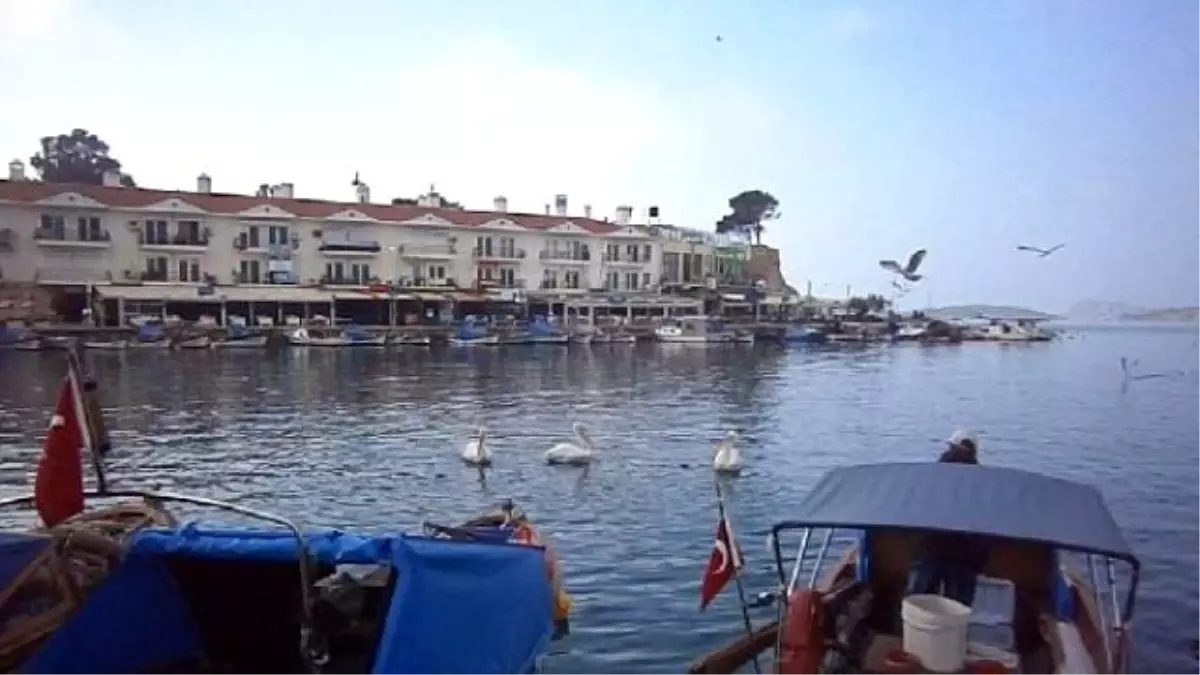 Pelikanlar Foça\'yı Sevdi