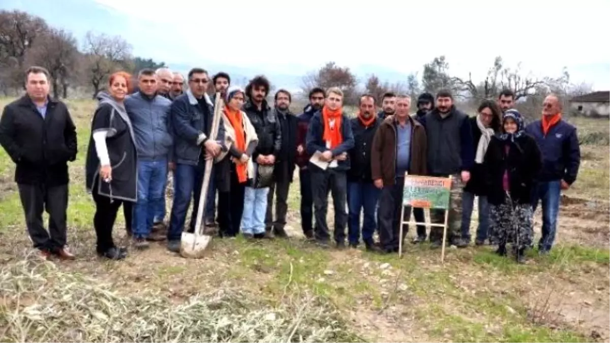 301 Madenci İçin 301 Zeytin Fidanı Dikildi