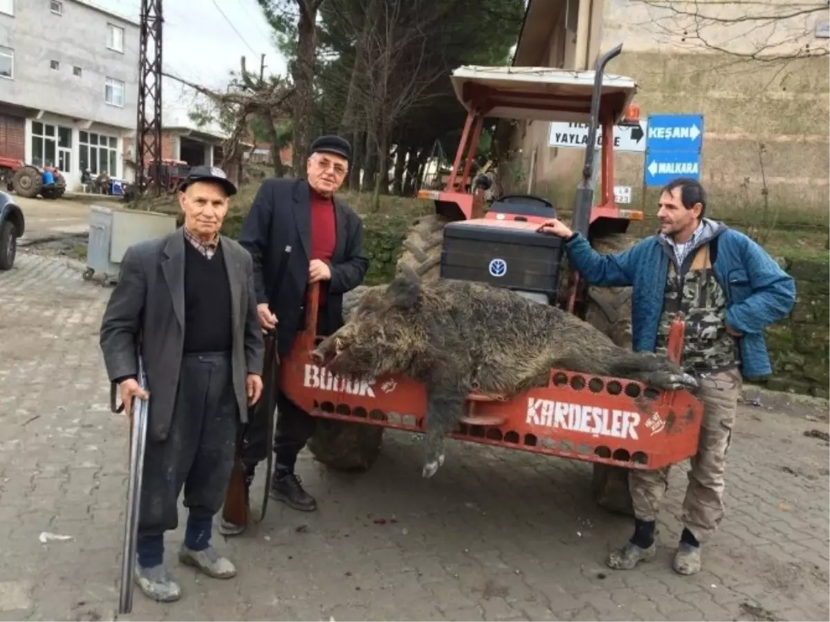 Köye İnen Yabani Domuz Tüfekle Vuruldu