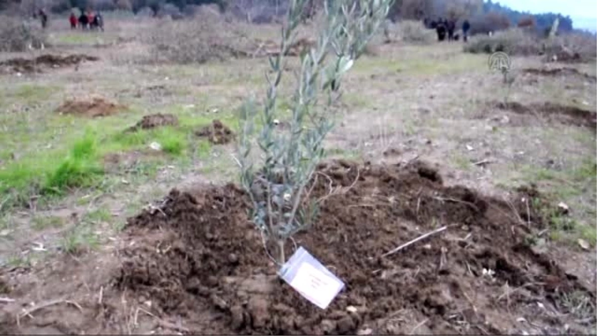 Maden Şehitleri İçin 301 Zeytin Fidanı Dikildi