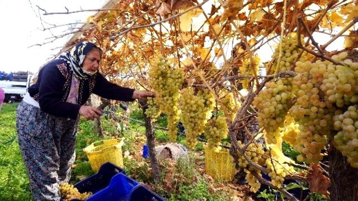 Sarıgöl\'de Aralık Ayında Turfanda Üzüm Kesimi