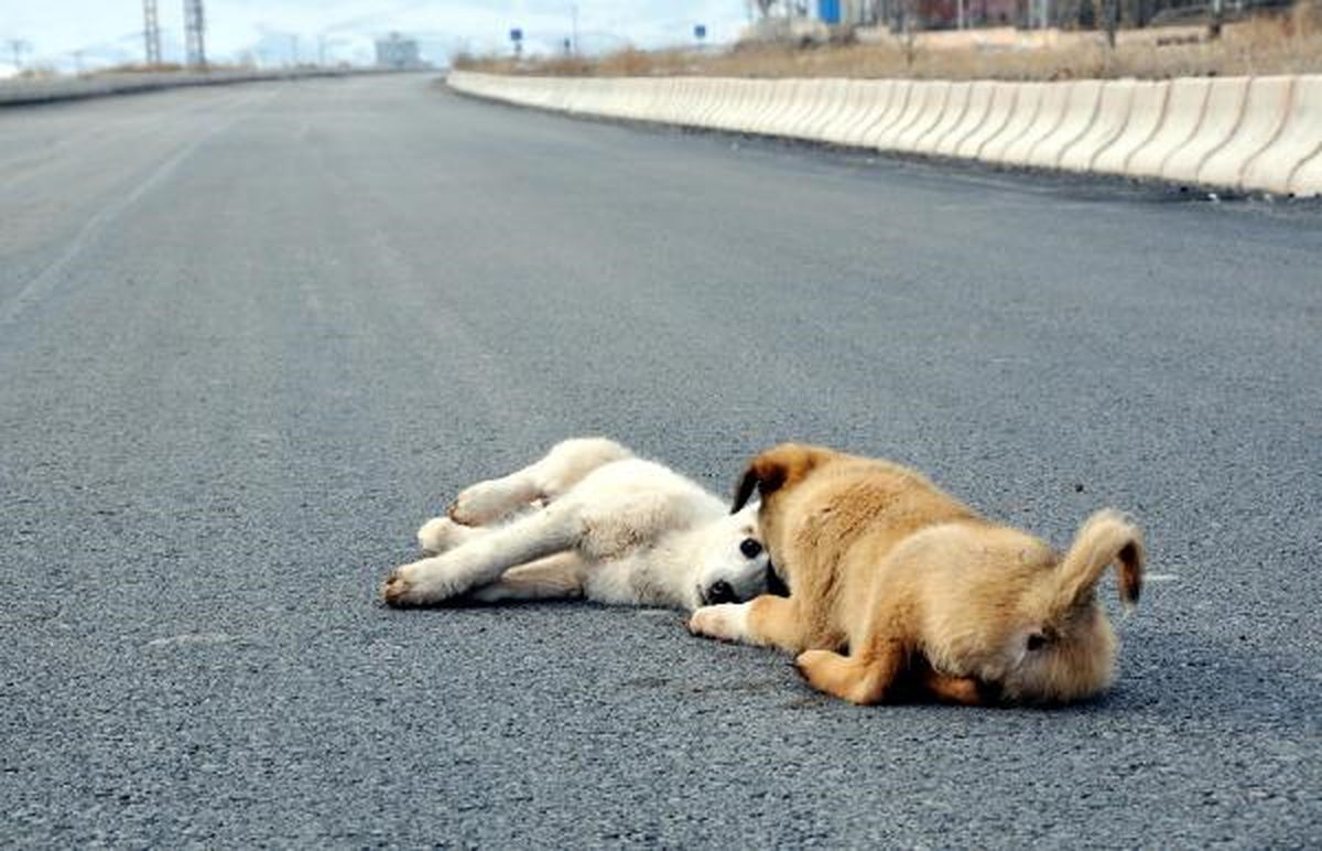 Yavru Köpek, Yaralı Köpeğin Başında Bekledi
