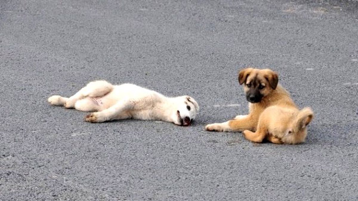 Yavru Köpek, Yaralı Köpeğin Başından Ayrılmadı