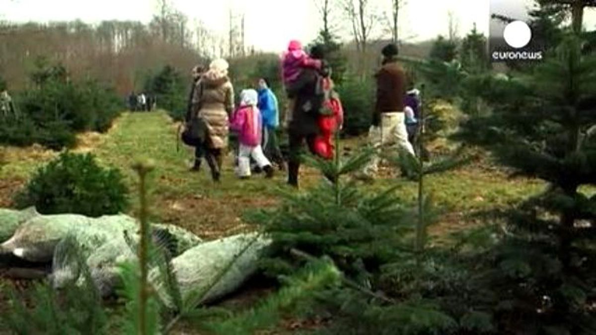 Danimarka\'da Talebe Göre Noel Ağacı Üretimi Başladı