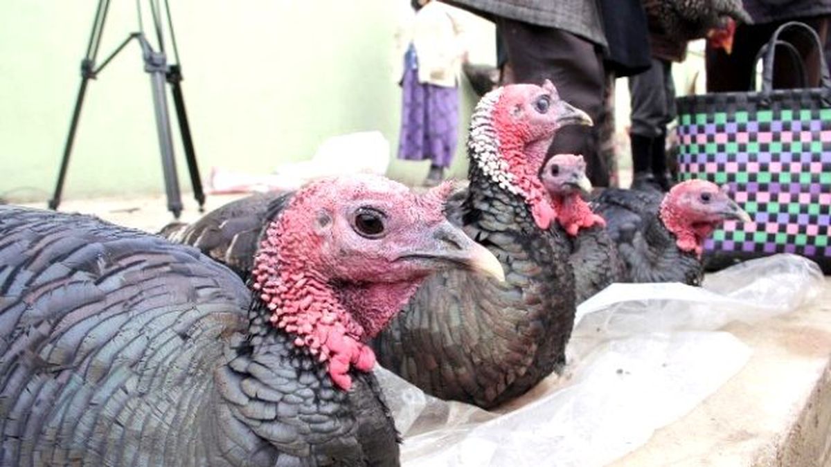 Eflani Hindileri Görücüye Çıktı