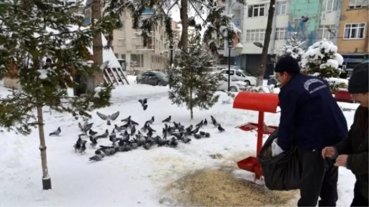 Sokak Hayvanlarına ve Kuşlara Belediyeden Yem Desteği