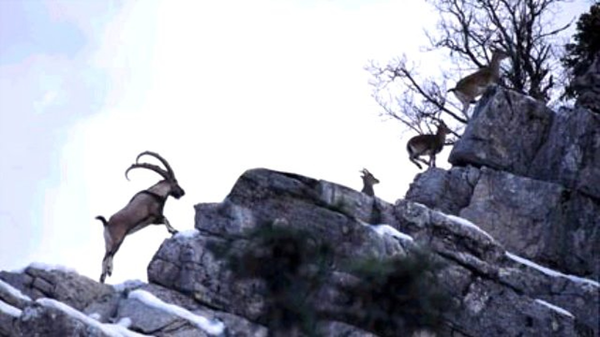 Tunceli\'de Dağ Keçisi Avlayan 5 Kişi Yakalandı