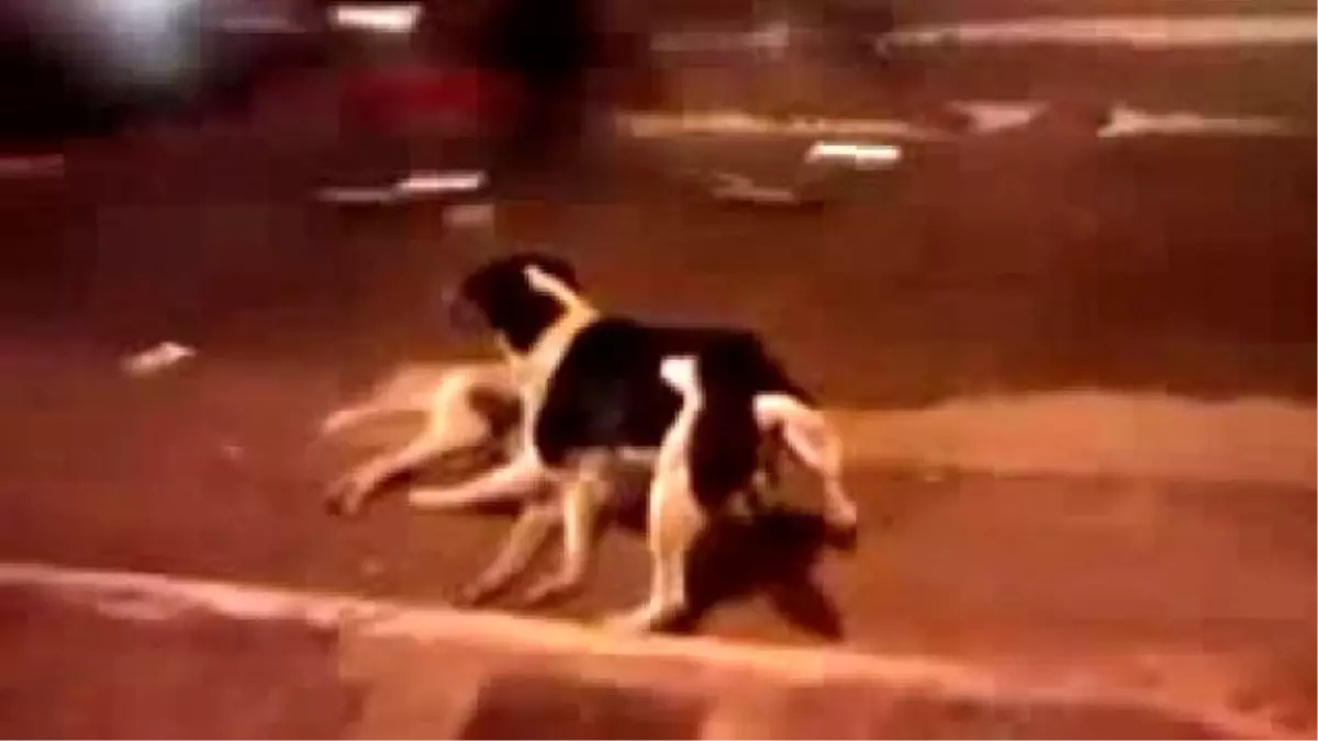 Aracın Çarptığı Köpek Arkadaşının Yanından Ayrılamadı