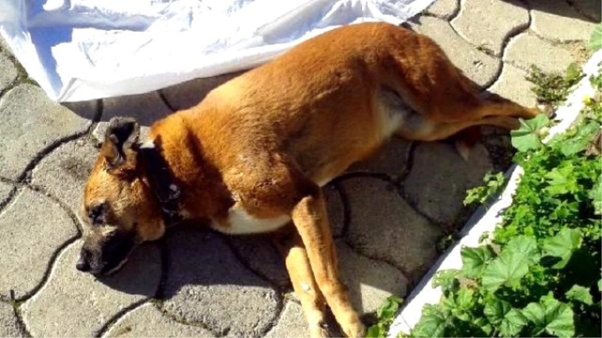 Bodrum\'da Bir Köpek Daha Zehirlenerek Öldürüldü
