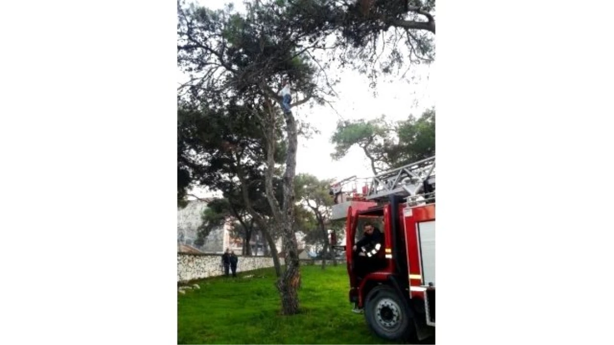 Futbolcu Ağaçta Mahsur Kaldı