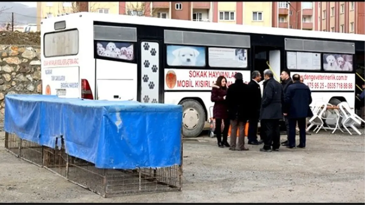 Hakkari\'de Başıboş Köpekler Kısırlaştırılıyor