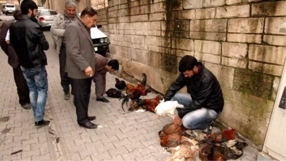 Hindi Alamayanlar Tavuk ve Horoz Alıyor