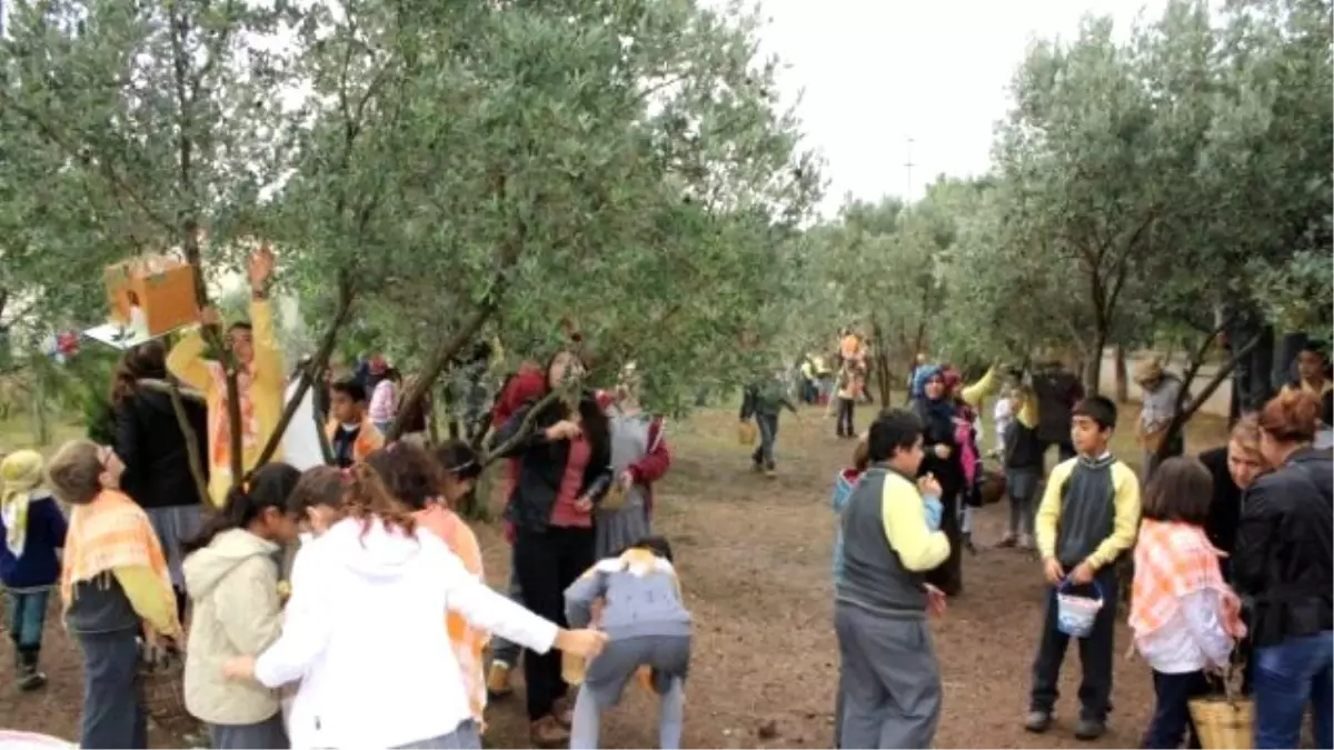 İlkokuldan Üniversiteye Öğrencilere Zeytin Dersi