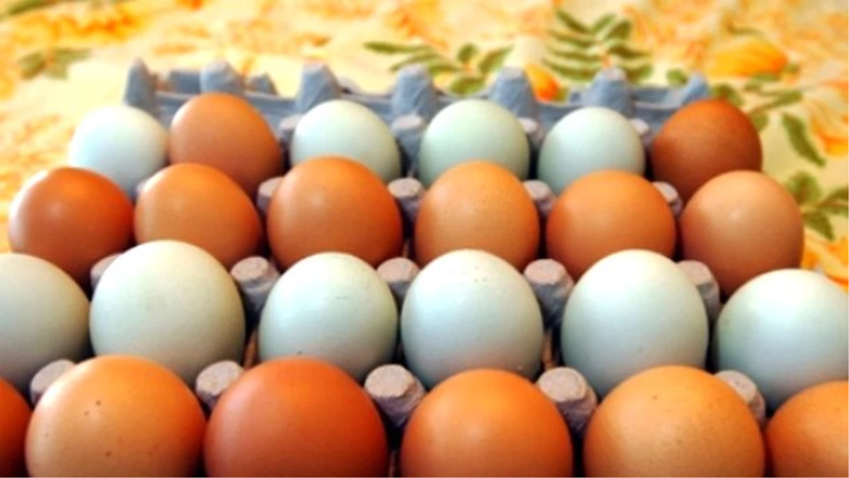 Yumurta İçin Yeni Standartlar