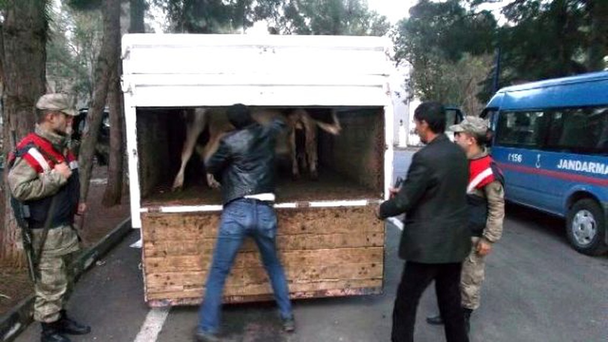 Şanlıurfa\'da Çalınan Büyükbaş Hayvanlar Kamyonetten Çıktı