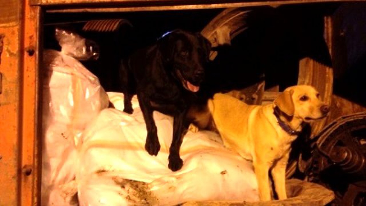 Diyarbakır Ergani\'de 1 Ton 180 Kilo Esrar Ele Geçirildi