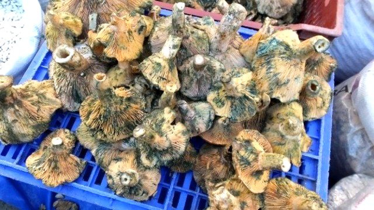 Kazdağaları\' Nın Melkisi Köylülere Geçim Kaynağı Oldu